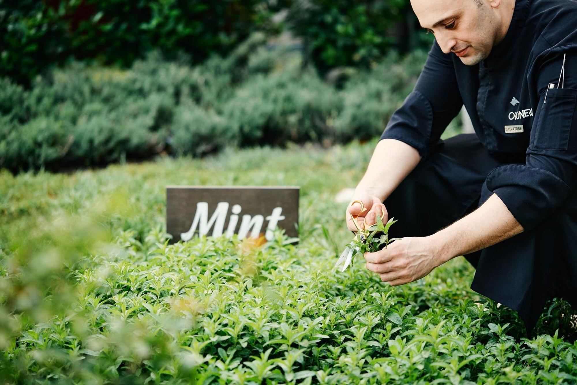 Jw Marriott Absheron Baku Hotel Exterior photo Mint being harvested
